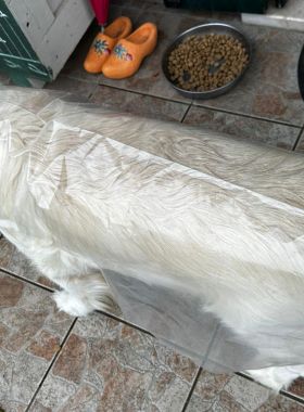 Impermeabile per animali